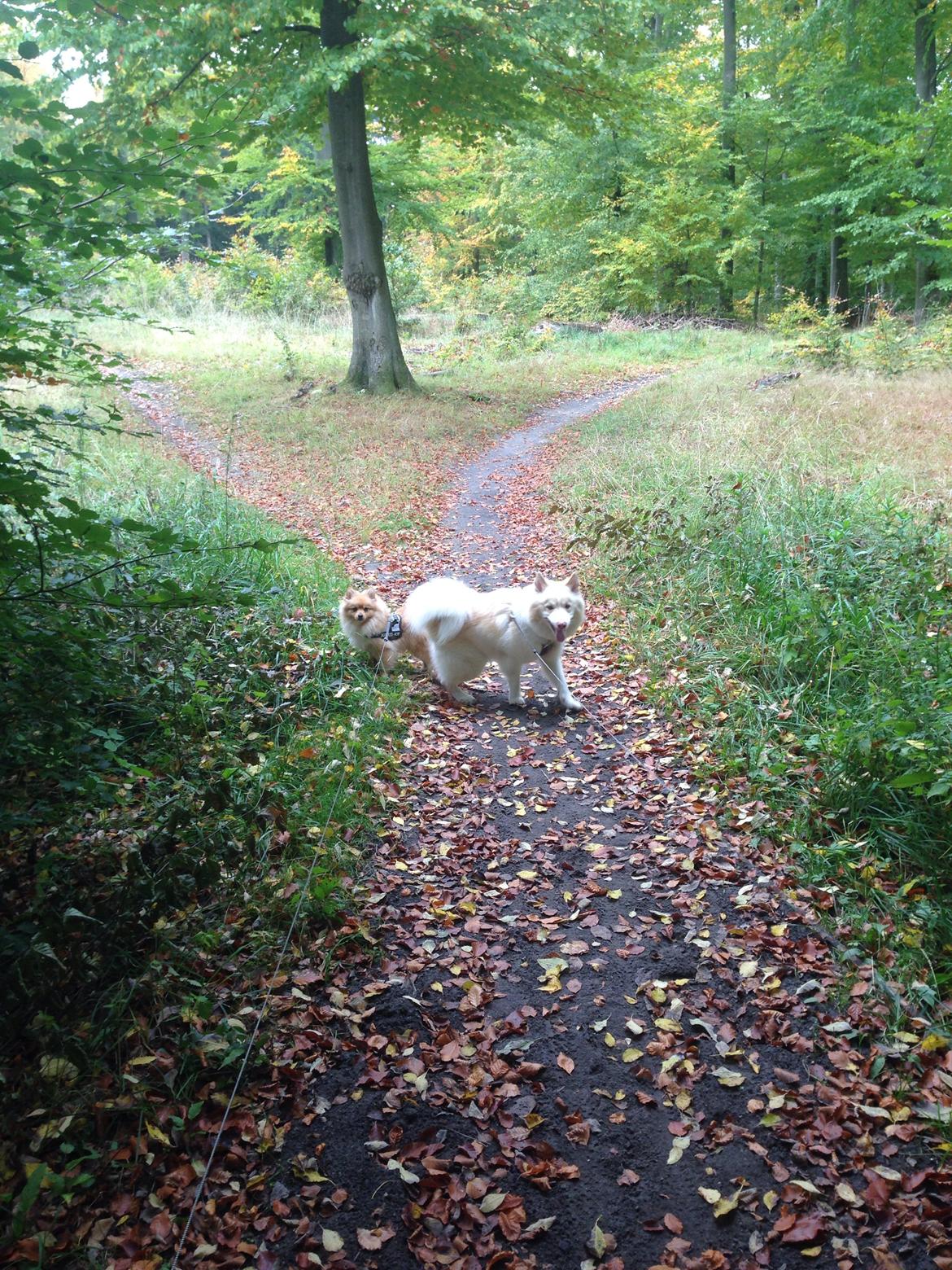 Pomeranian Topsy's Lasko billede 33