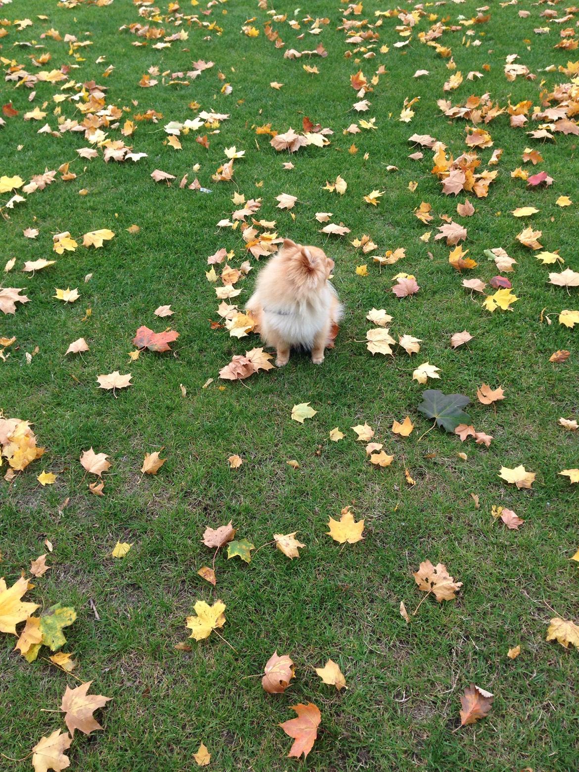 Pomeranian Topsy's Lasko billede 34