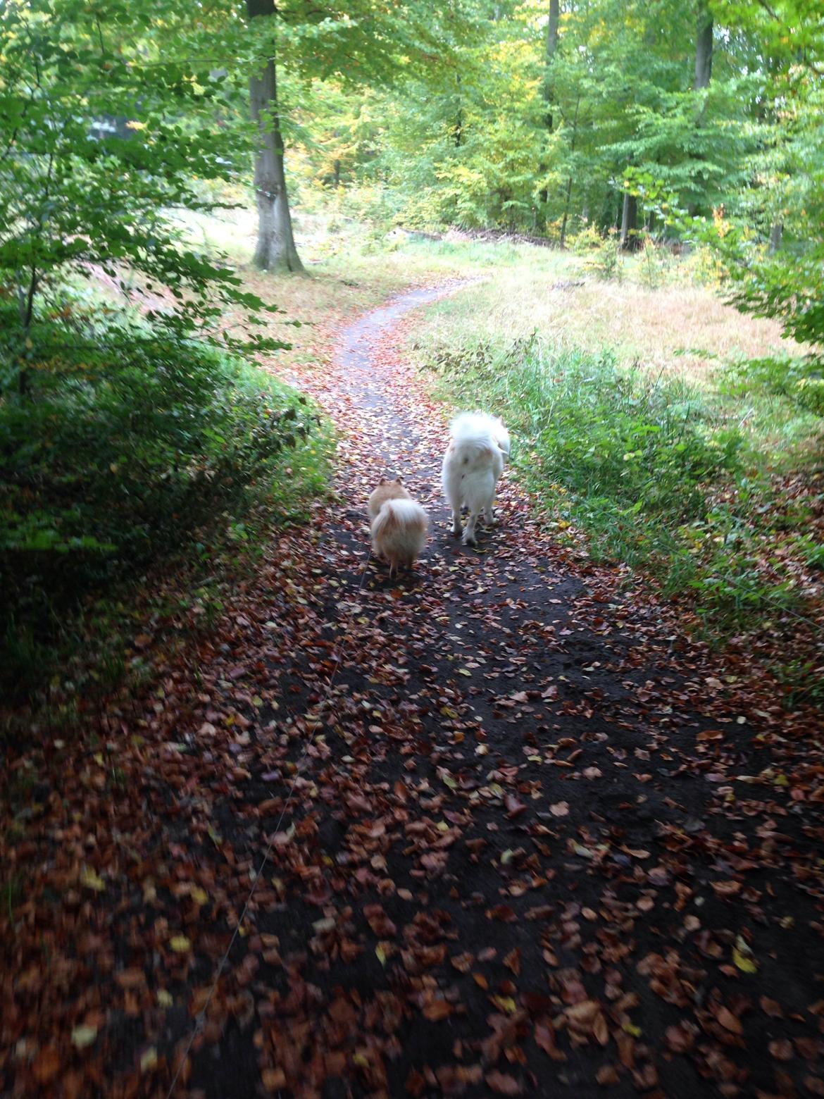 Pomeranian Topsy's Lasko billede 36