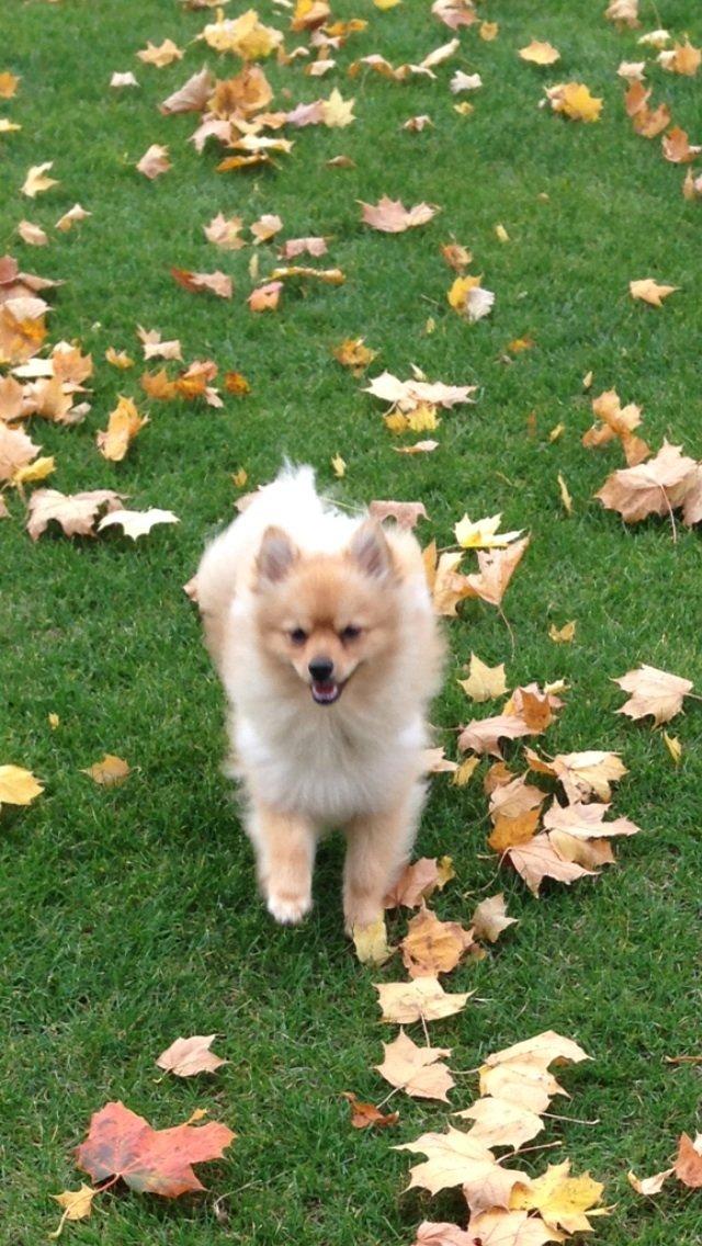 Pomeranian Topsy's Lasko billede 35
