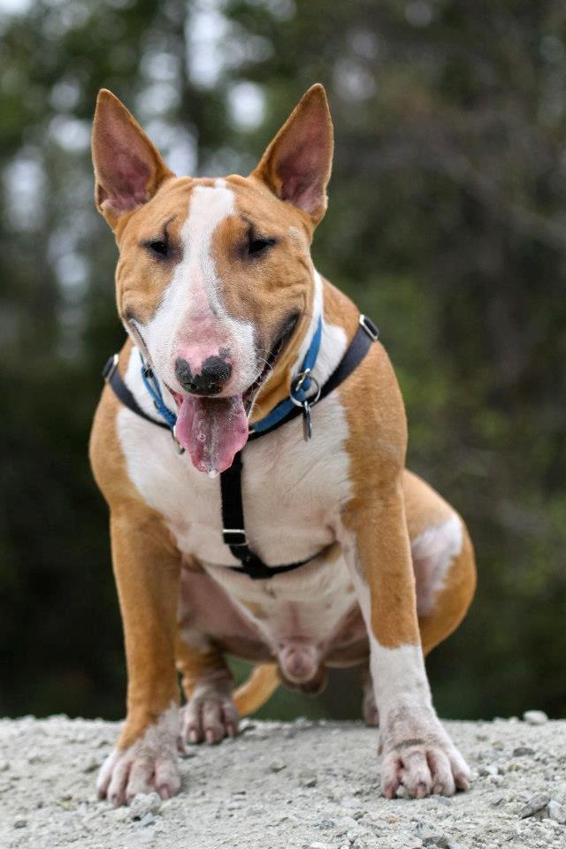 Bullterrier Dexter billede 31