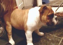 Engelsk bulldog Tyson billede 5