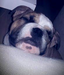 Engelsk bulldog Tyson billede 10