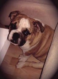 Engelsk bulldog Tyson billede 11