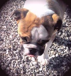 Engelsk bulldog Tyson billede 12