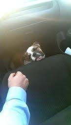 Engelsk bulldog Tyson billede 7