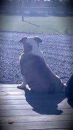 Engelsk bulldog Tyson billede 4