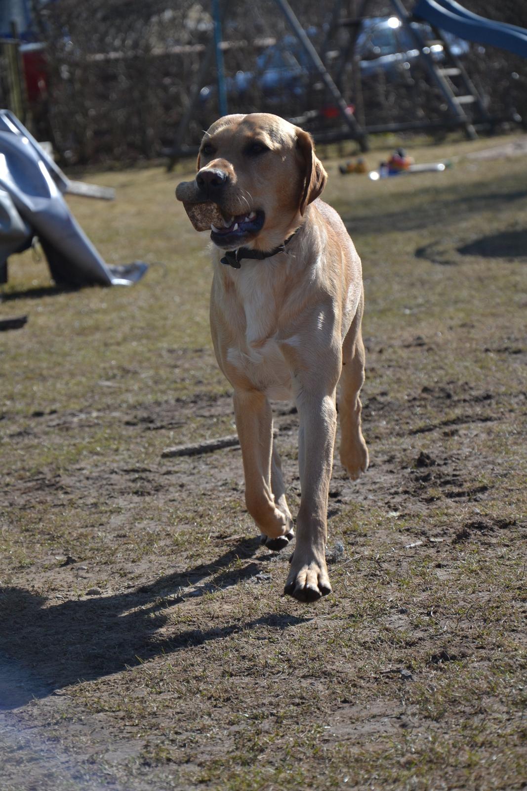 Labrador retriever Gustav billede 10
