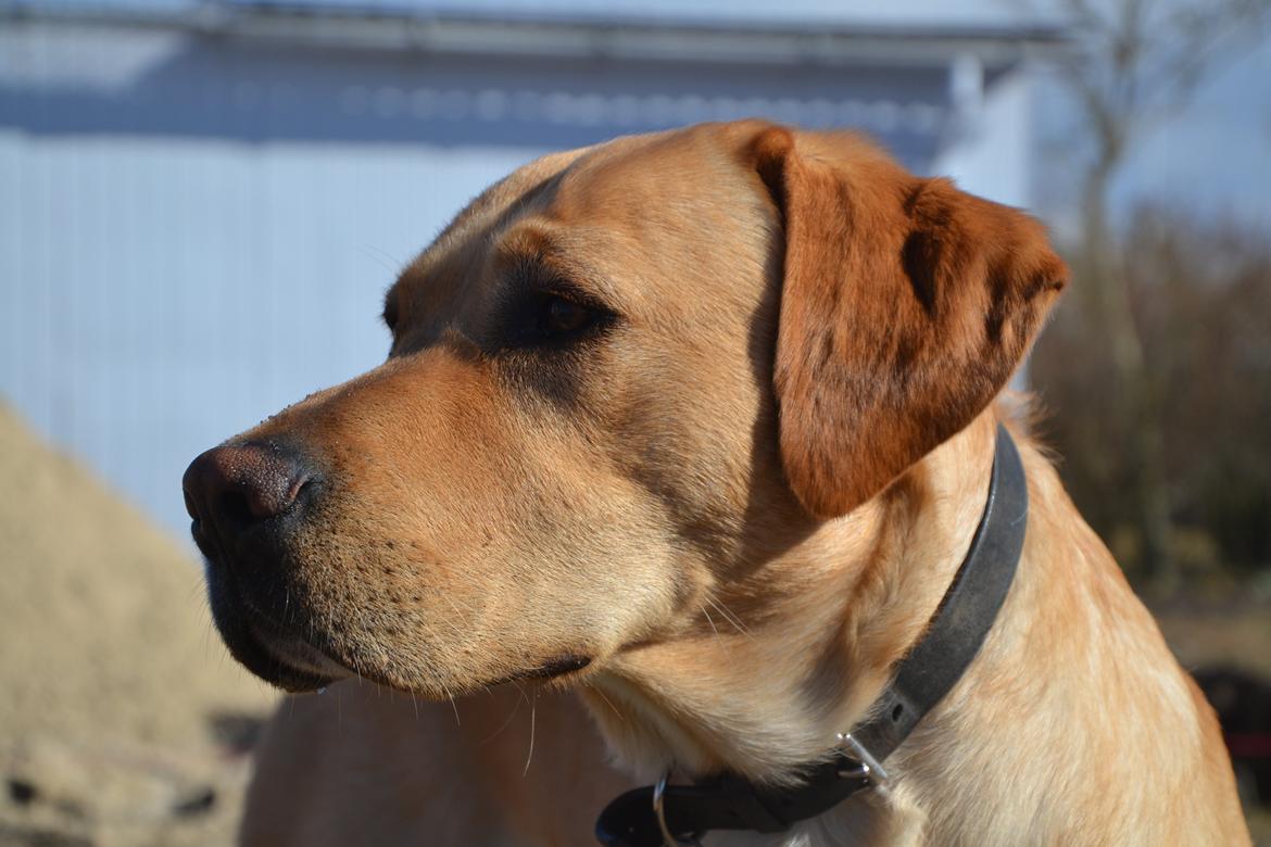 Labrador retriever Gustav billede 11