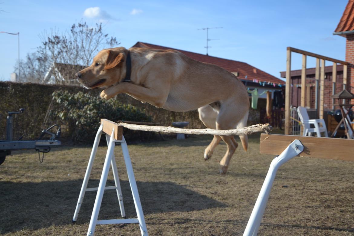 Labrador retriever Gustav billede 12