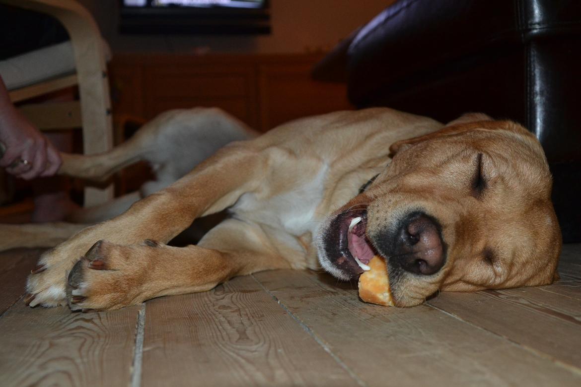 Labrador retriever Gustav billede 14