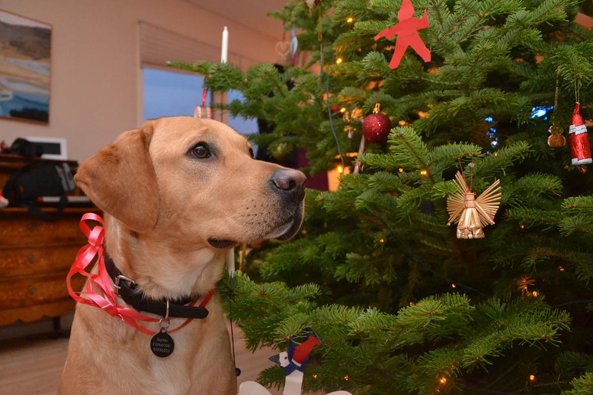Labrador retriever Gustav billede 15