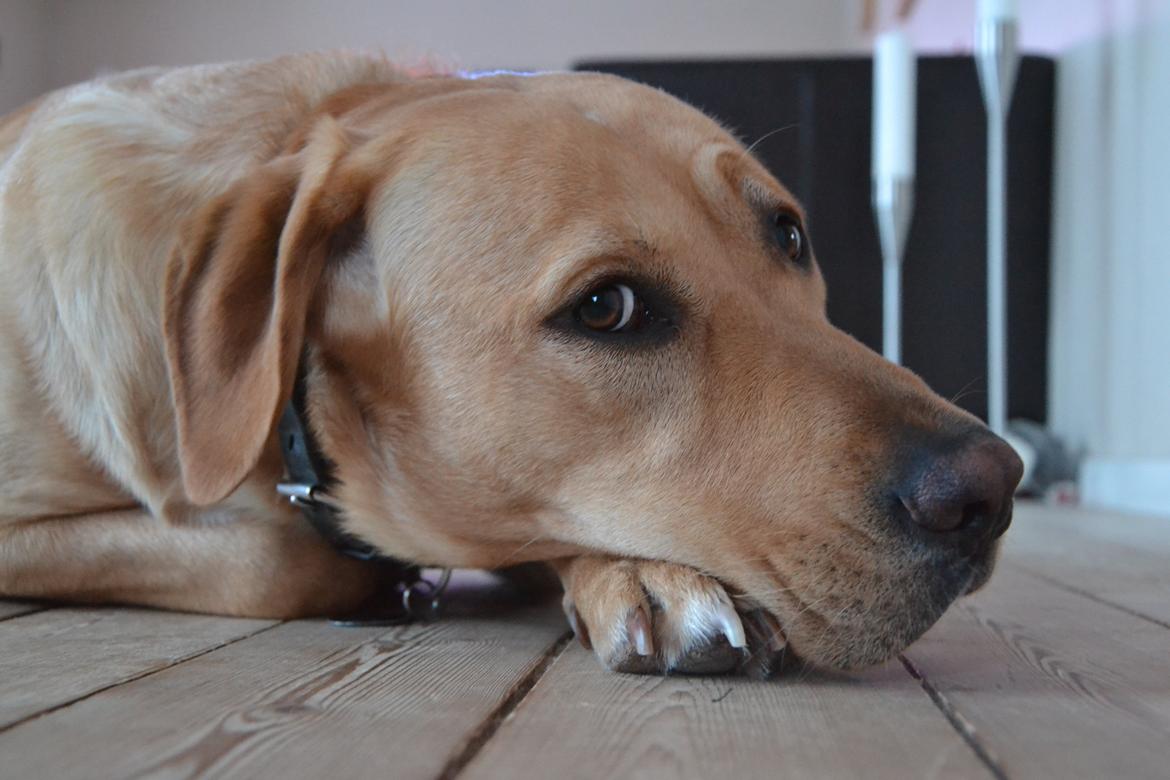 Labrador retriever Gustav billede 16