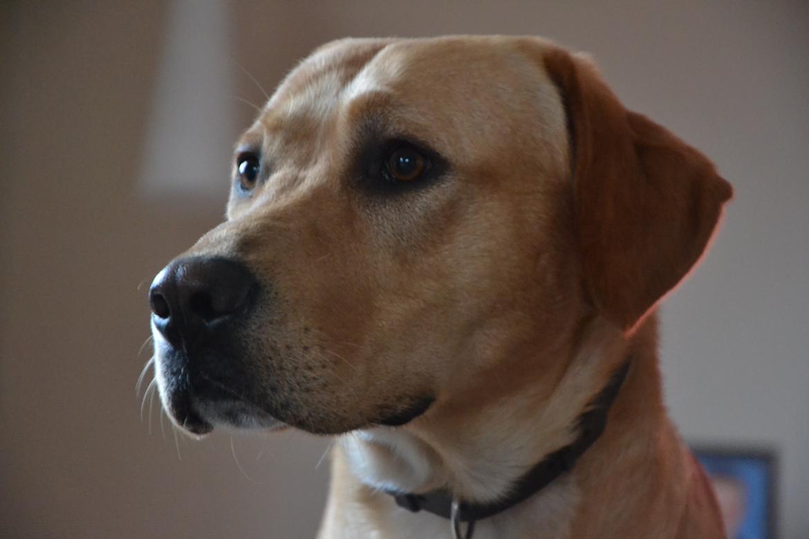 Labrador retriever Gustav billede 17