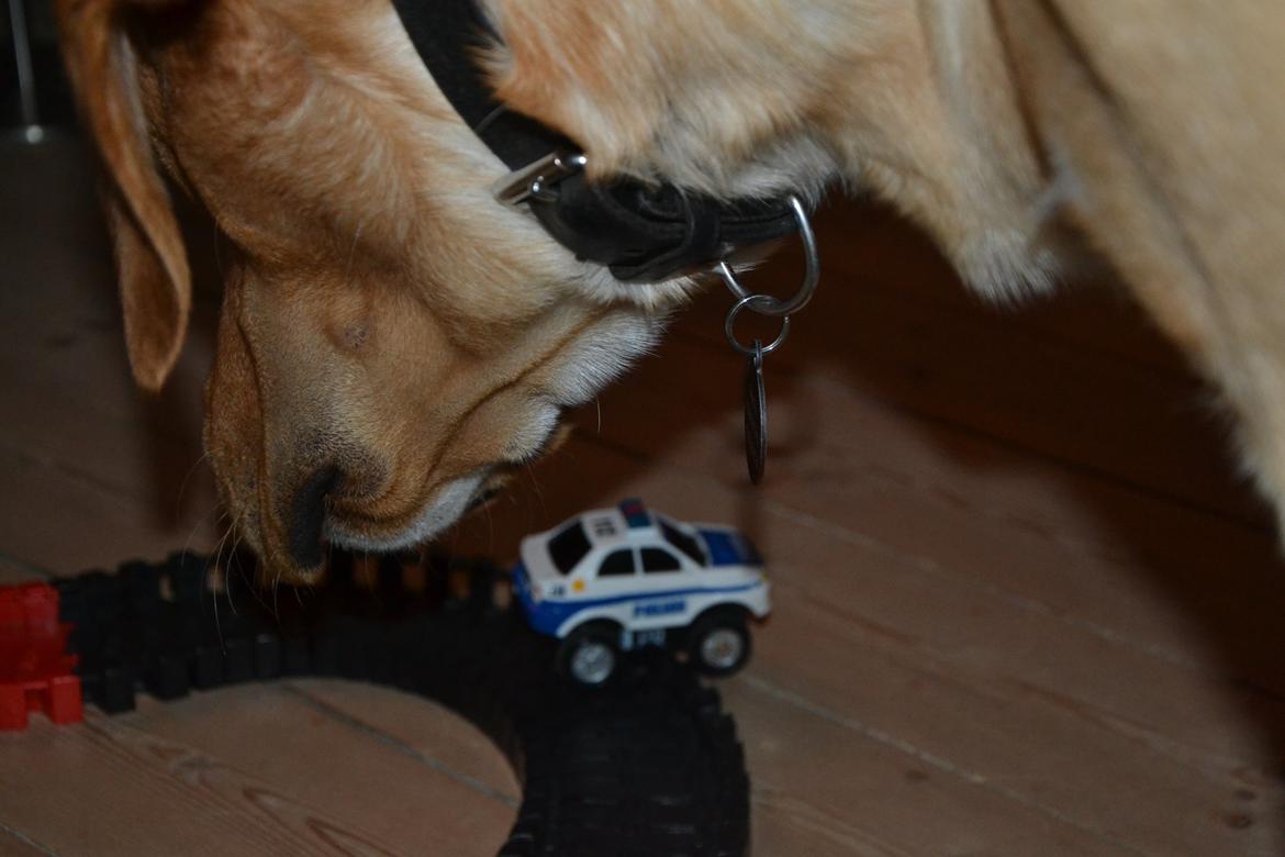 Labrador retriever Gustav billede 18