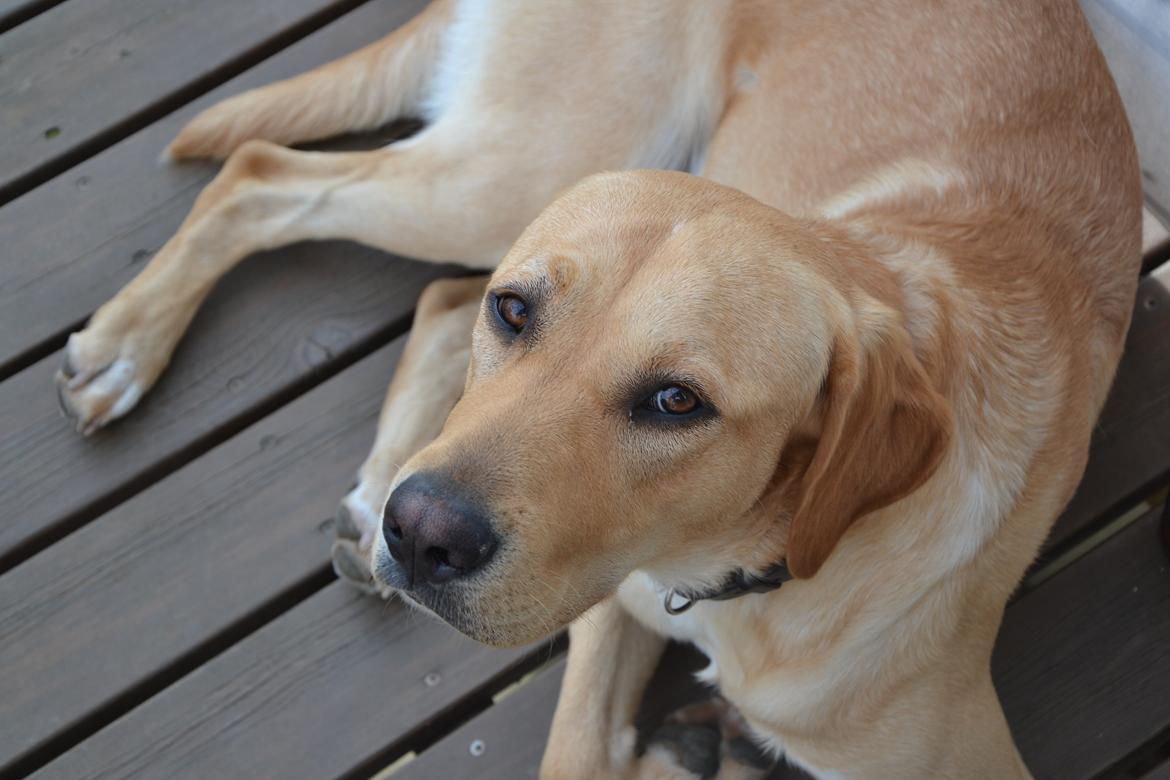 Labrador retriever Gustav billede 19