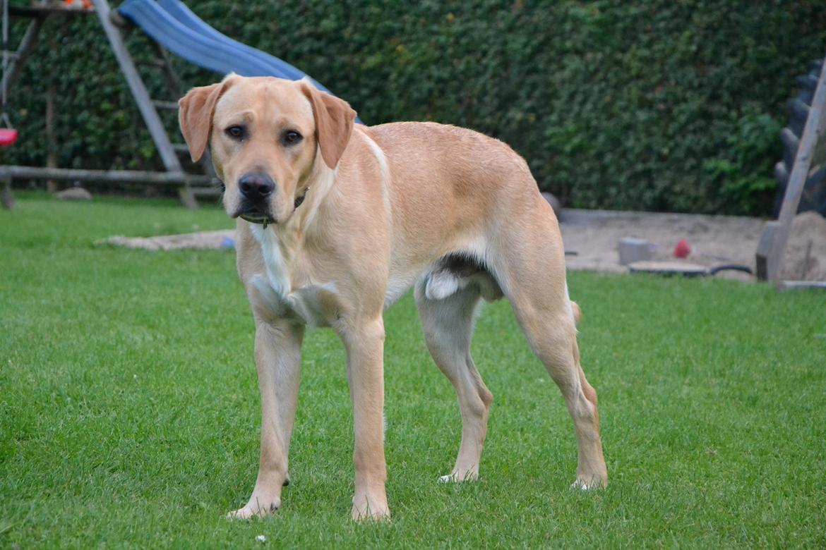 Labrador retriever Gustav billede 20