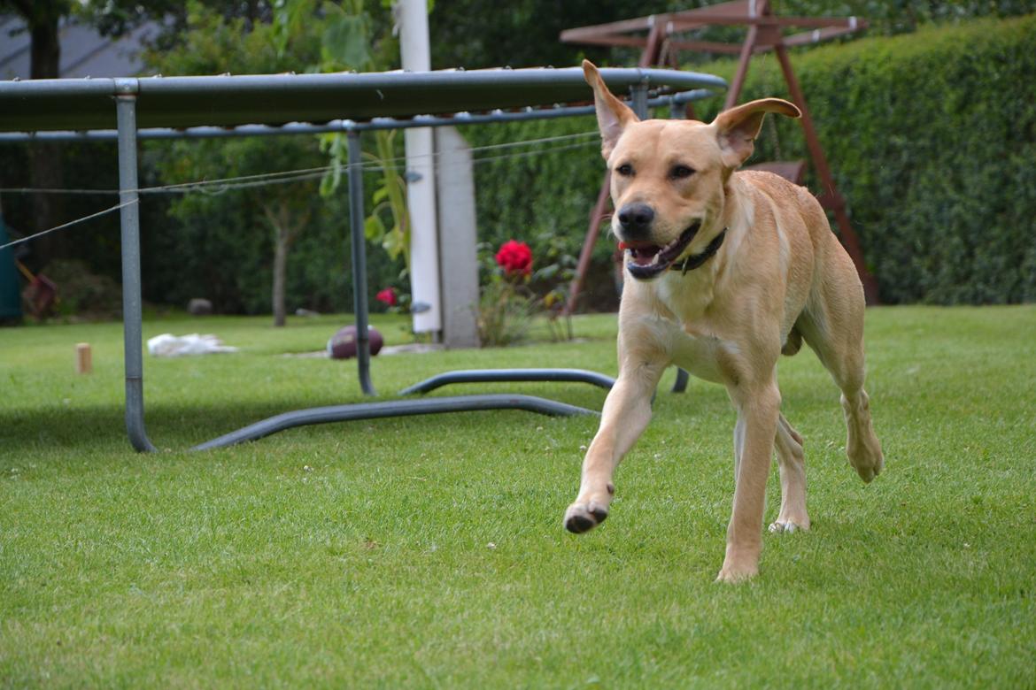 Labrador retriever Gustav billede 21