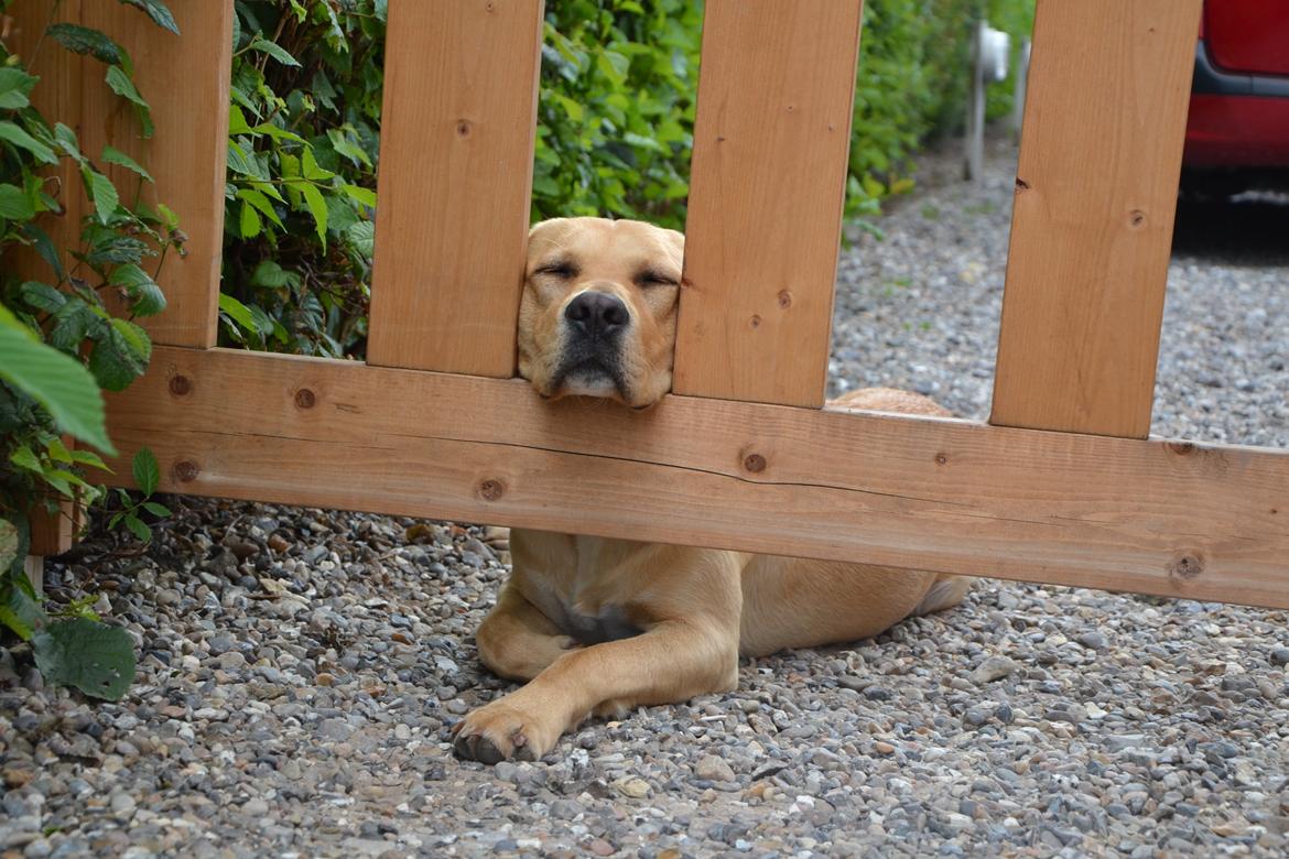 Labrador retriever Gustav billede 2