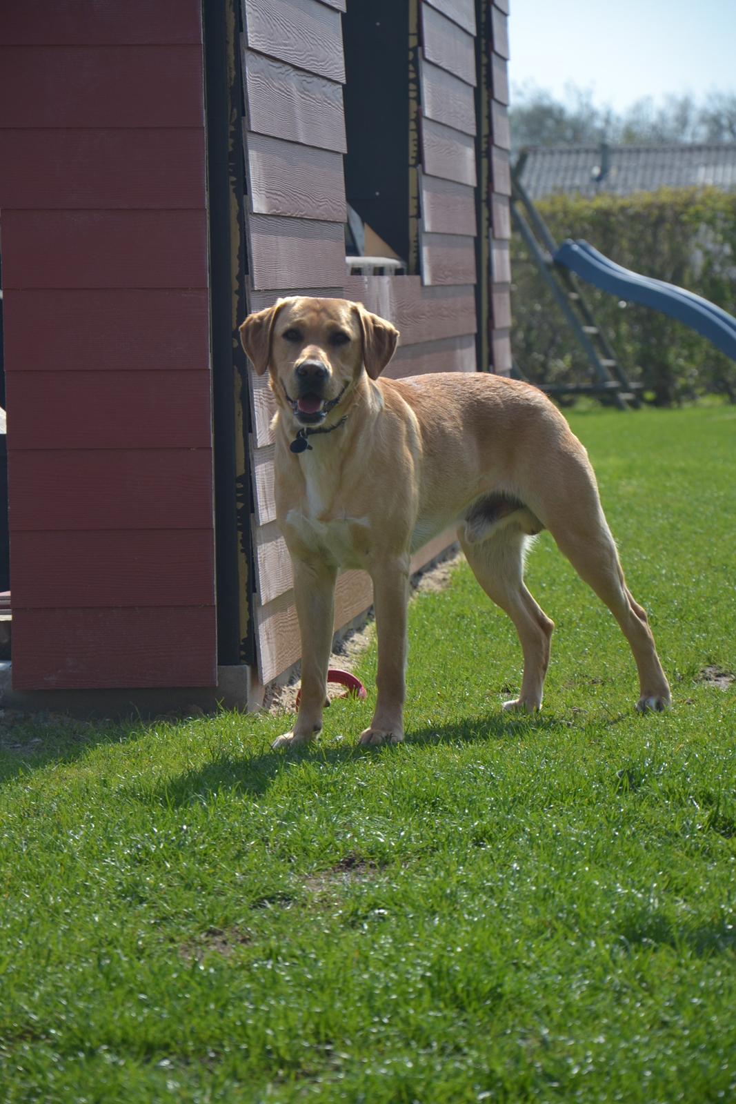 Labrador retriever Gustav billede 22