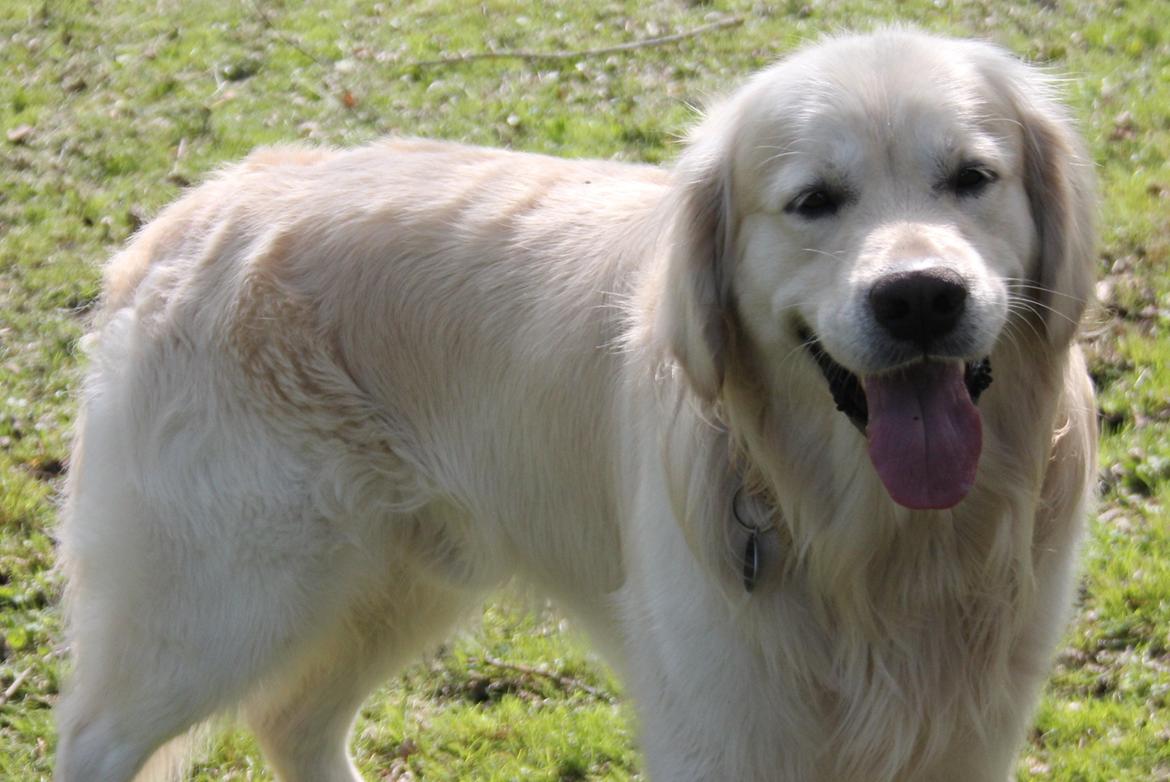 Golden retriever Margaux billede 3