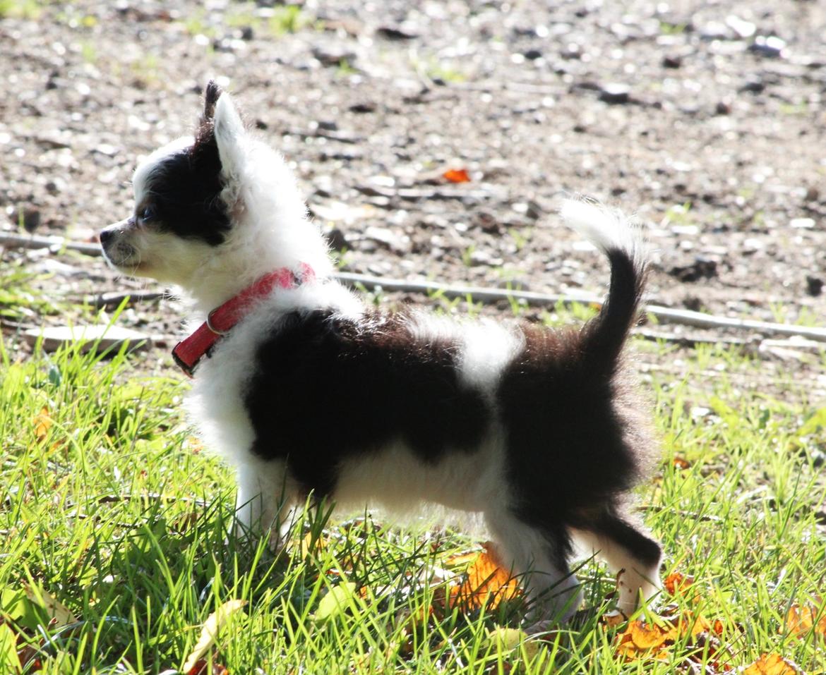 Chihuahua Amy (MooMoo) billede 16