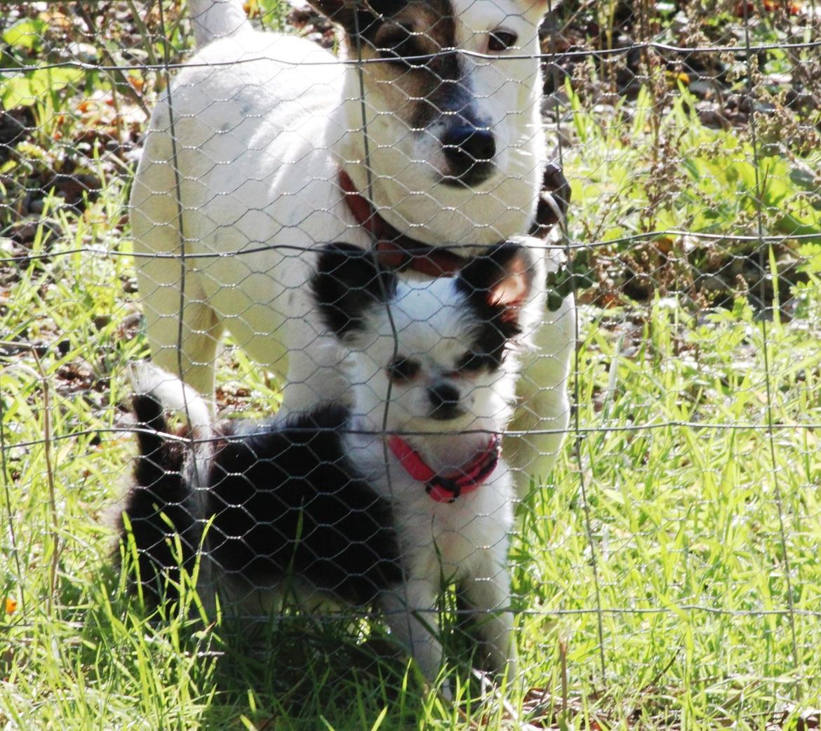 Chihuahua Amy (MooMoo) billede 17