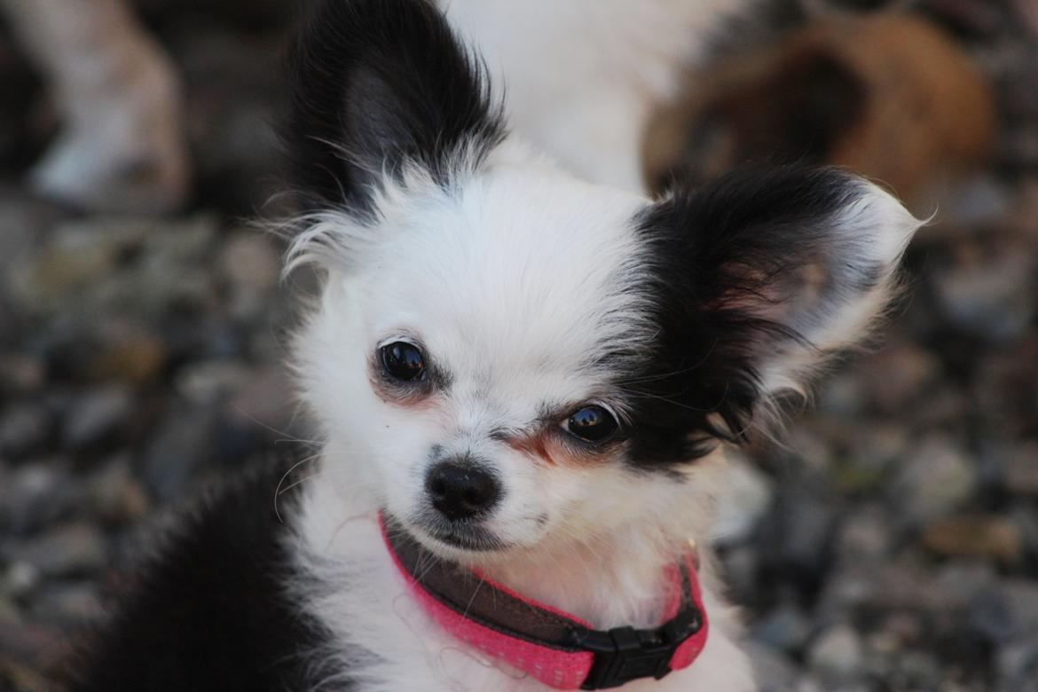 Chihuahua Amy (MooMoo) billede 18