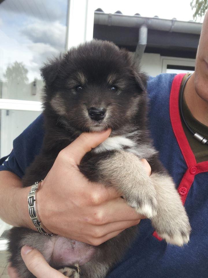 Finsk lapphund Kovo - 5 uger gammel billede 10