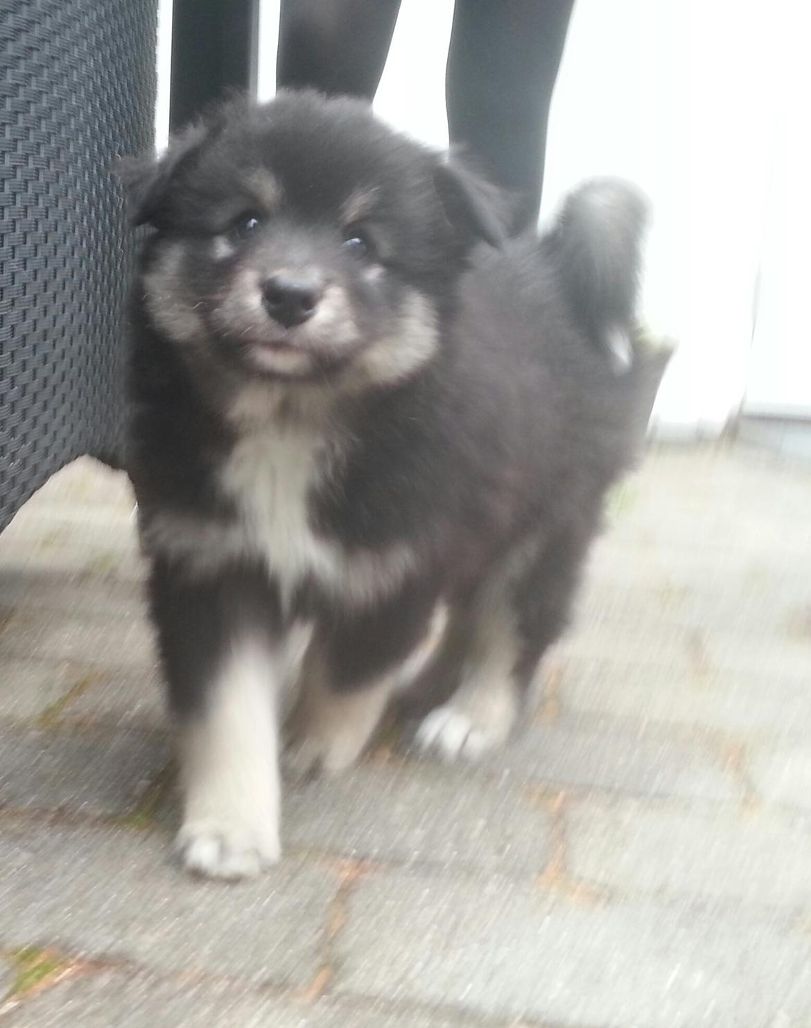 Finsk lapphund Kovo - Se mig! billede 11