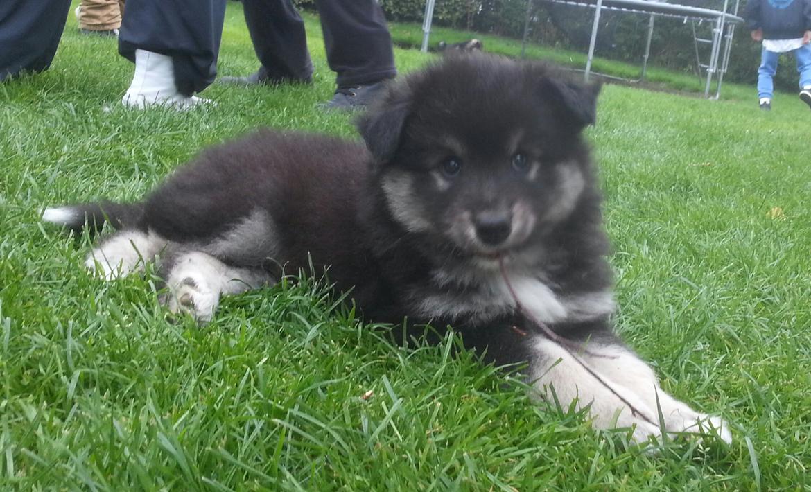 Finsk lapphund Kovo billede 13