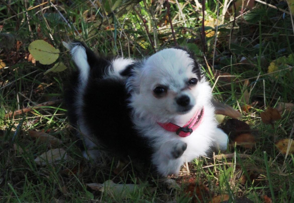 Chihuahua Amy (MooMoo) billede 19