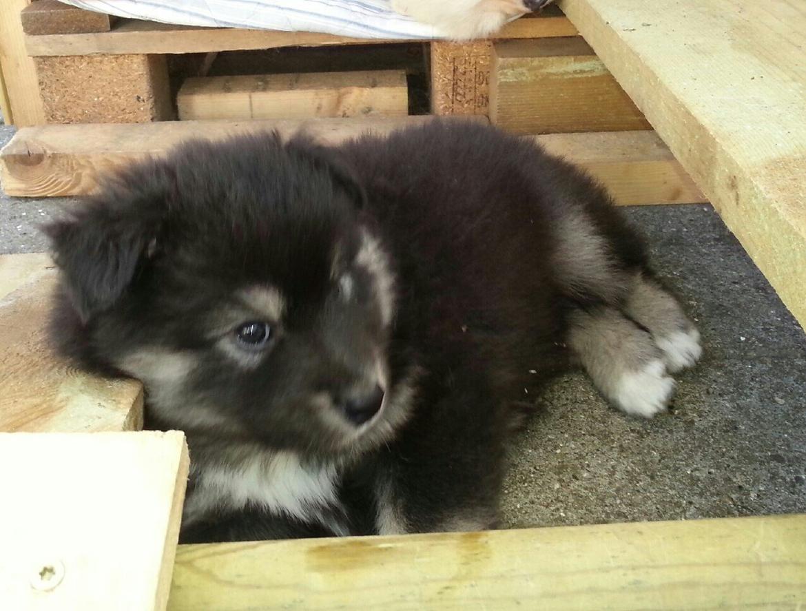 Finsk lapphund Kovo - 7 uger gammel billede 16