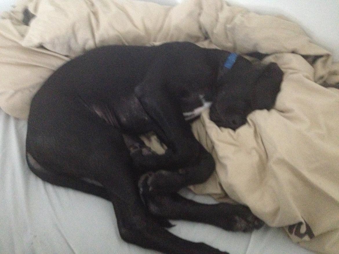 Grand danois Idefix billede 13