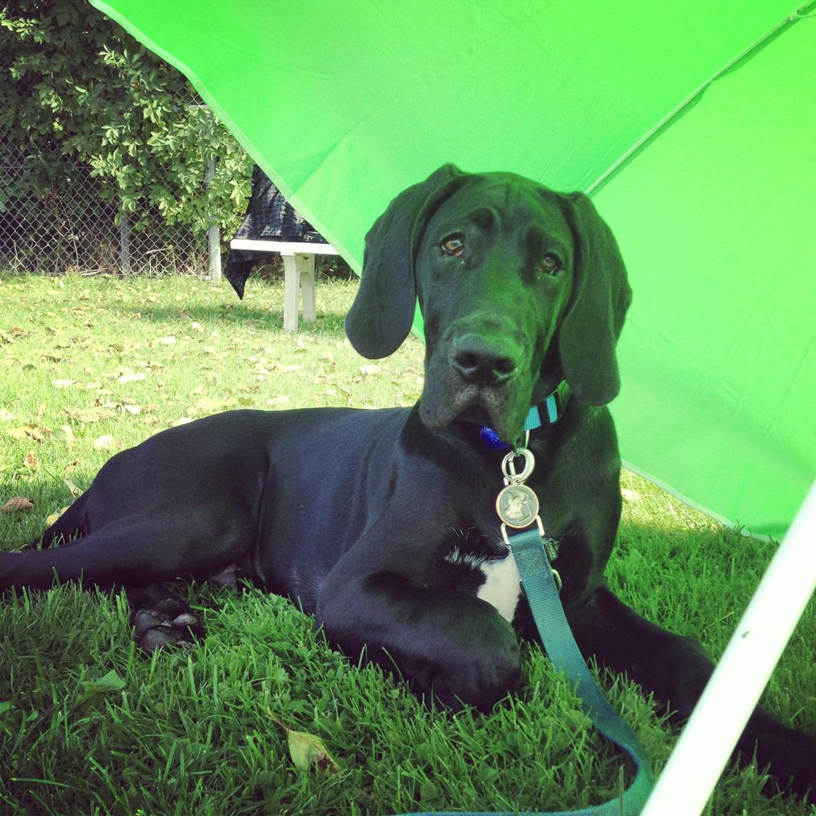 Grand danois Idefix - Idefix under parasollen på en solrig dag. billede 14