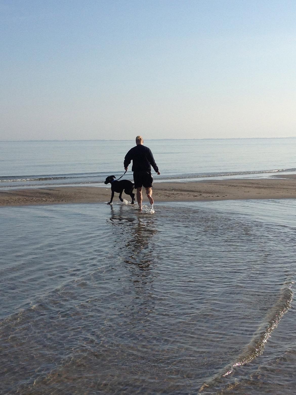 Grand danois Idefix - En dejlig tur på stranden.  billede 15