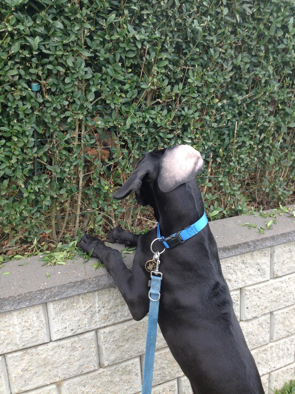 Grand danois Idefix - Idefix vil gerne hilse på hunden på den anden side af hækken, men ved ikke heeelt hvordan man benytter sig af sine børster :b billede 16