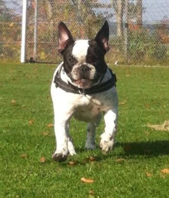 Fransk bulldog Hannibal - • 7 måneder gammel, uge 42, 2013 Hannibal i fuldfirspring på den lokale sportsplads i Gedved!  billede 9