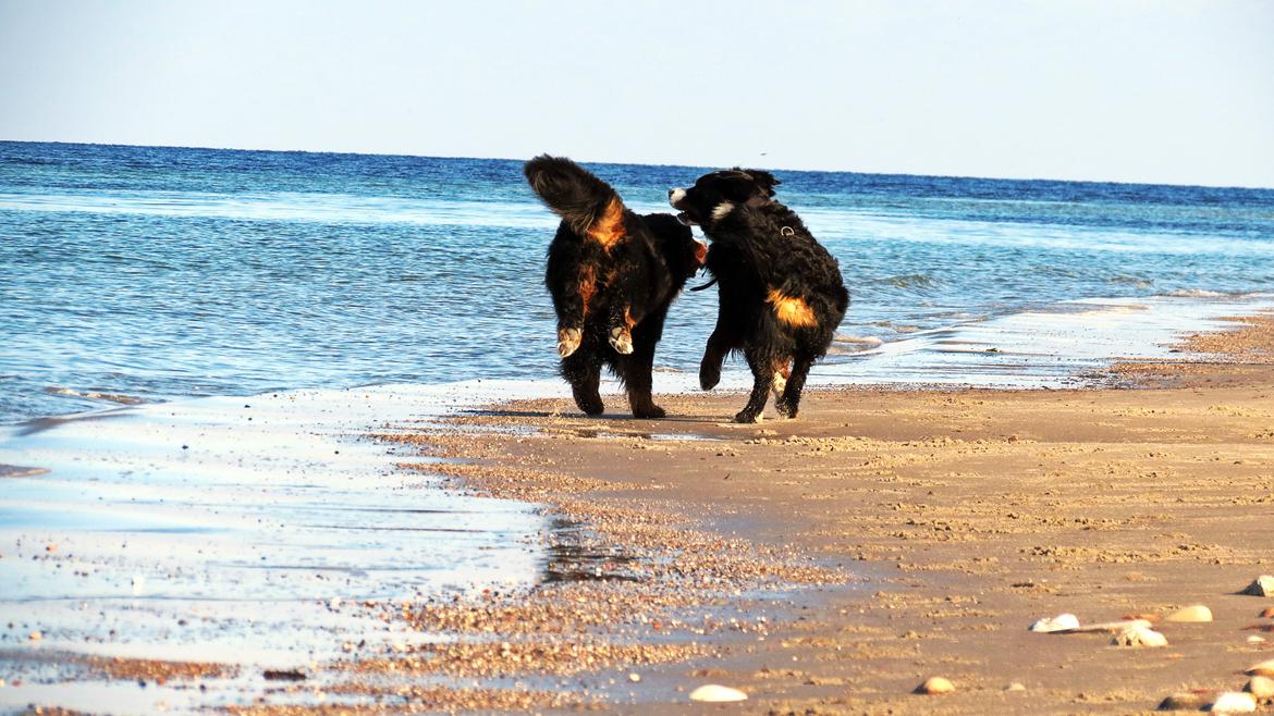 Berner sennenhund Lady Xiera's Voltaire (Bosco) - Man gir den altid gas ved stranden. billede 23