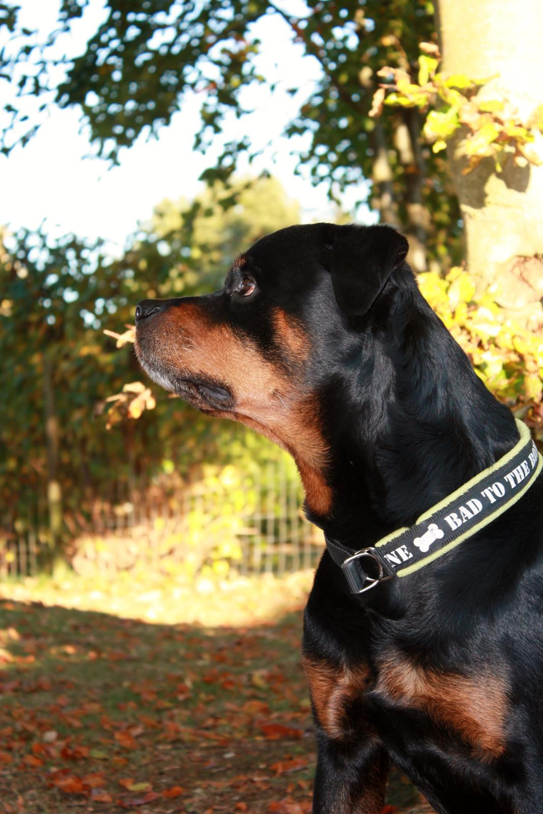 Rottweiler Vom Hause Kanku's Wictor. - Oktober 2013 billede 13