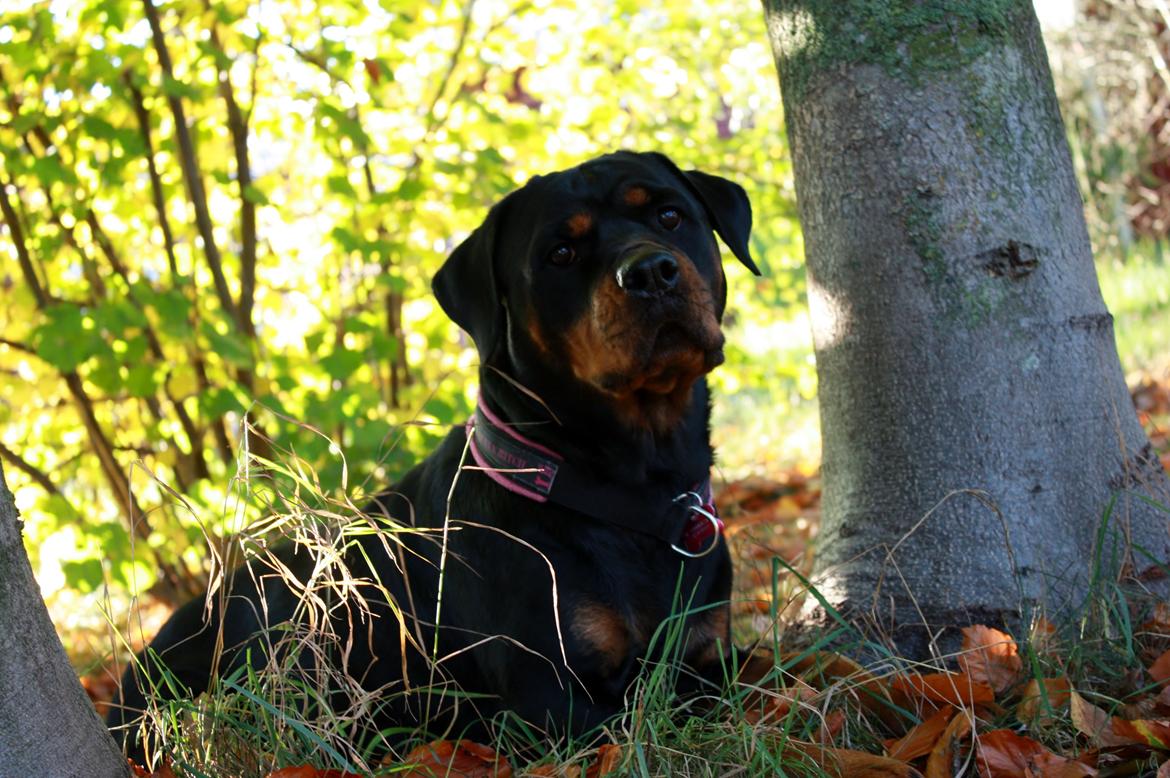 Rottweiler Vom Hause Wenorra Fadia - Oktober 2013 billede 12