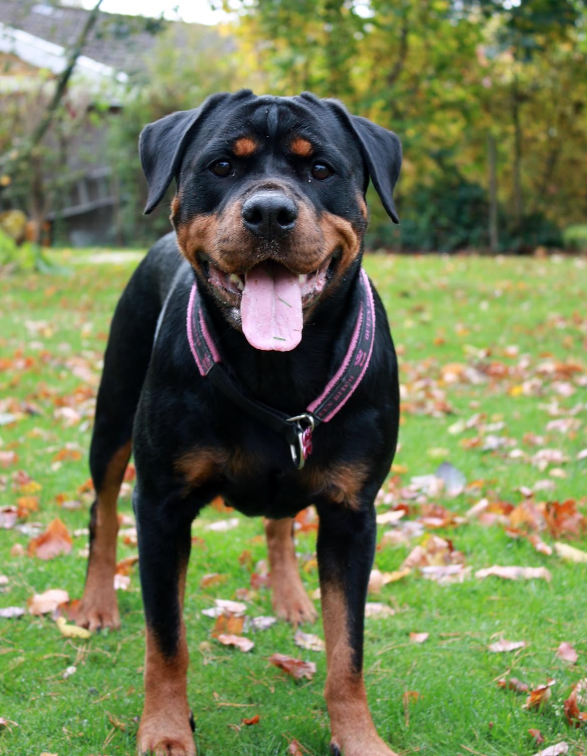 Rottweiler Vom Hause Wenorra Fadia - Oktober 2013 billede 14