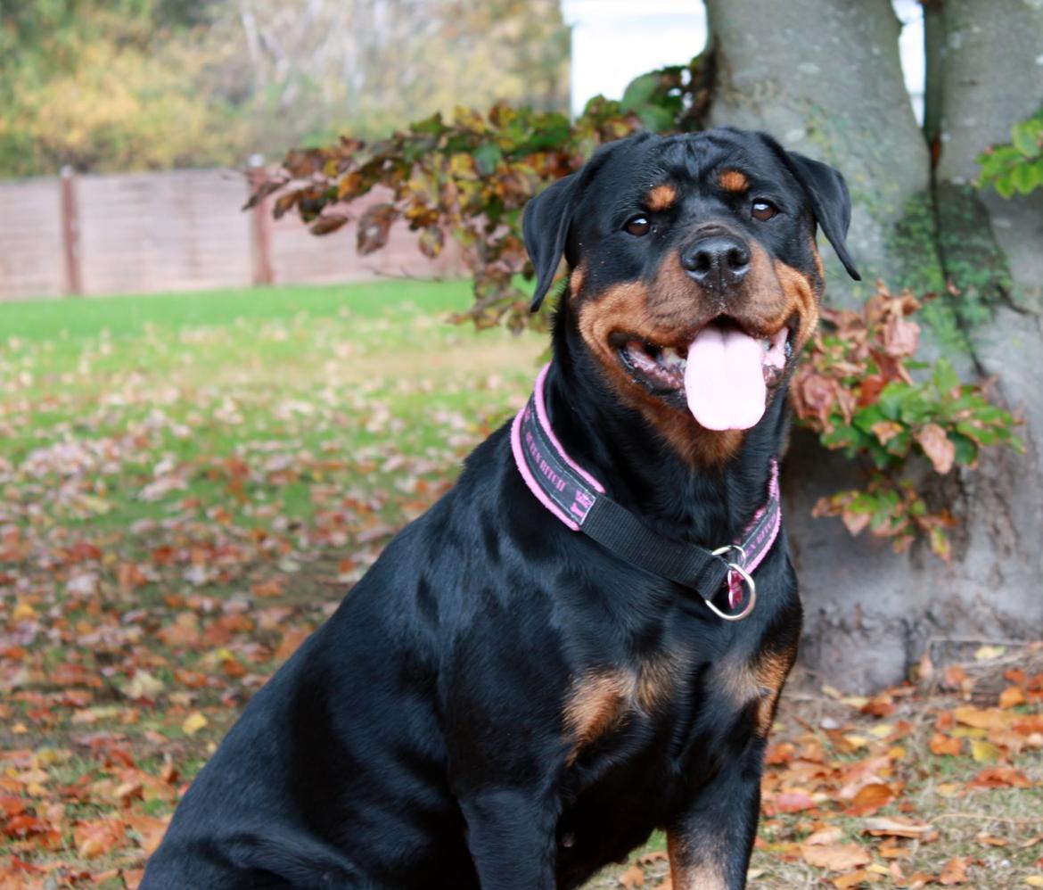 Rottweiler Vom Hause Wenorra Fadia - Oktober 2013 billede 13