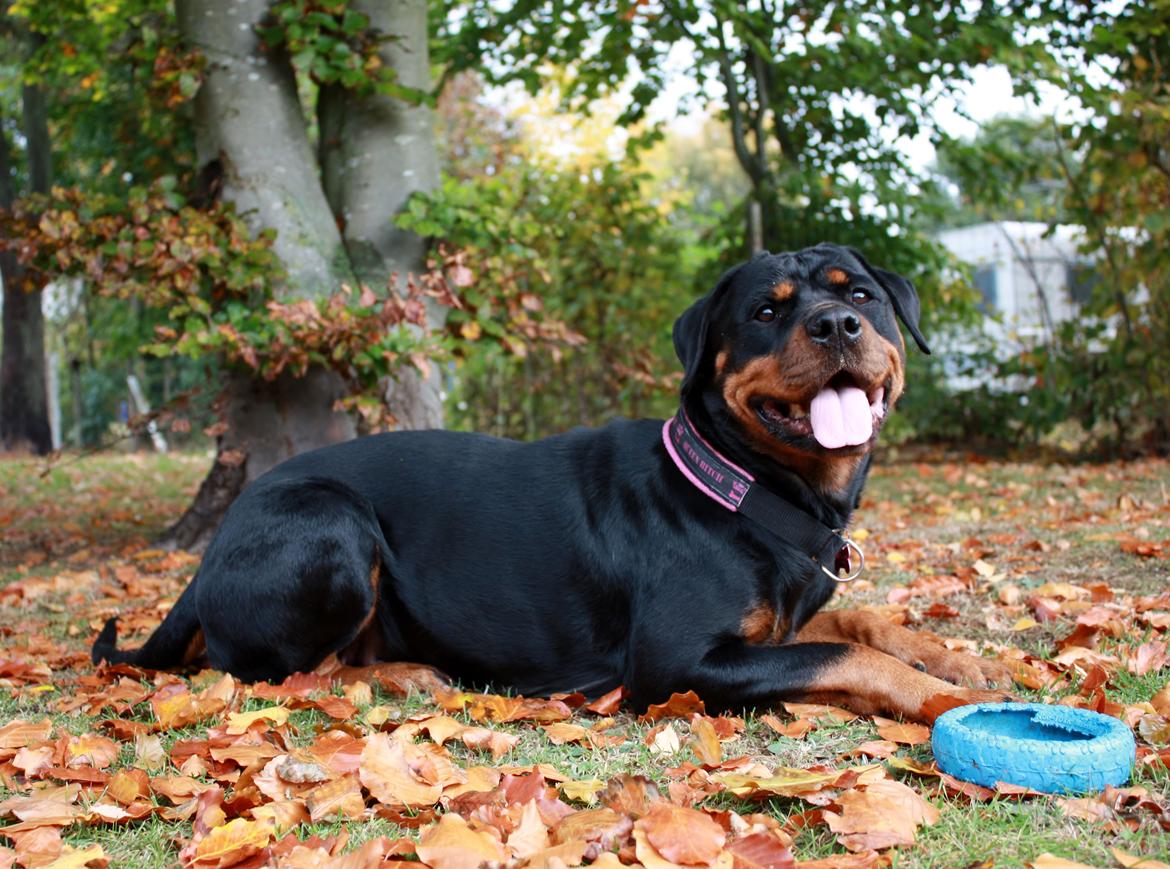 Rottweiler Vom Hause Wenorra Fadia - Oktober 2013 billede 15