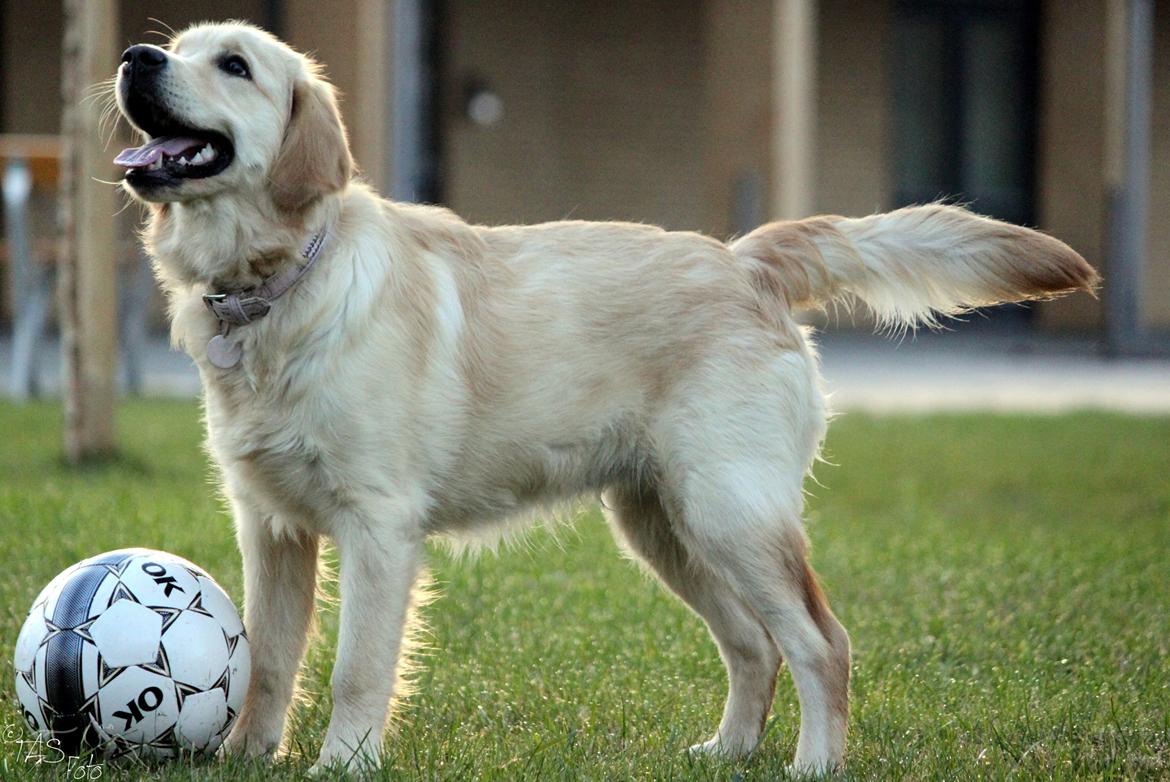 Golden retriever Mellas Purple Fly (Holly) - 14/10-2013 billede 4