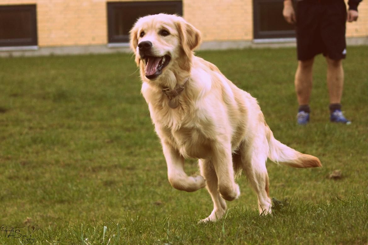 Golden retriever Mellas Purple Fly (Holly) - 14/10-2013 billede 2