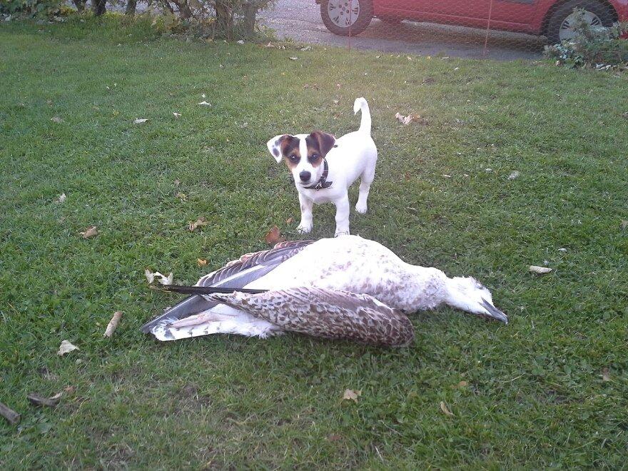 Jack russell terrier Walther billede 1