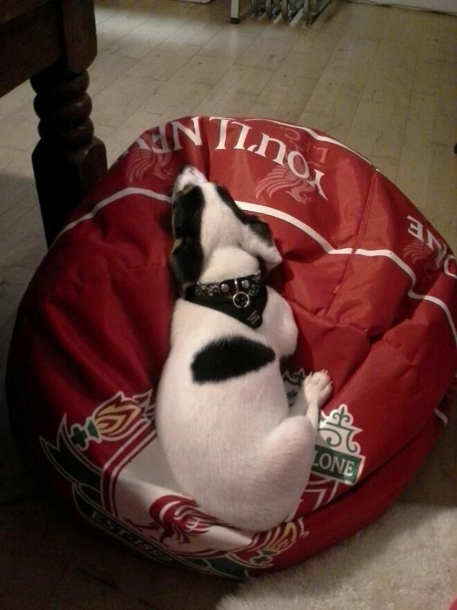 Jack russell terrier Walther billede 2