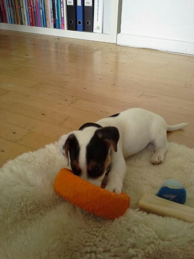 Jack russell terrier Walther billede 3