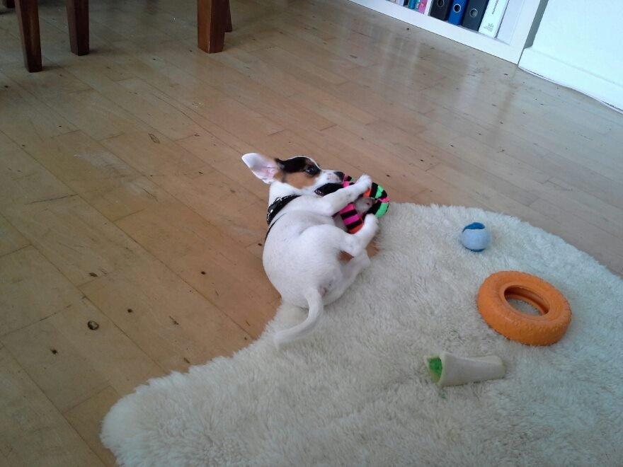 Jack russell terrier Walther billede 4